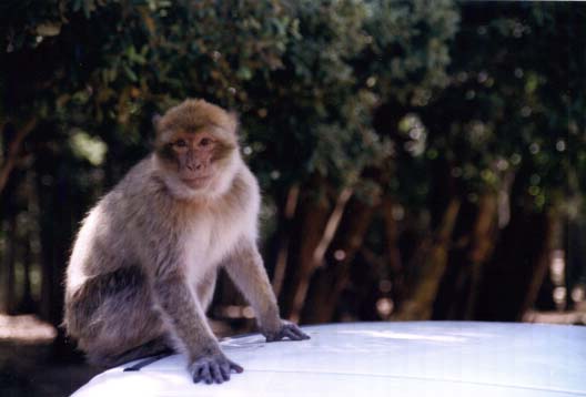 monkey.jpg