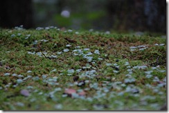 DSC_4632
